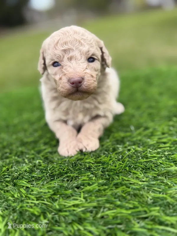 Coral – Poodle - Toy  puppy for sale in Shirley, NY