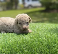 Coral, a female Poodle - Toy  for sale in Shirley, NY – 2 of 4
