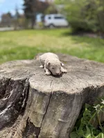 Coral, a female Poodle - Toy  for sale in Shirley, NY – Photo 3 of 4