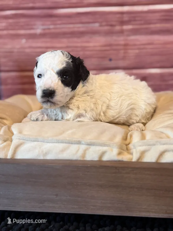 Boston – Poodle - Toy  puppy for sale in Shirley, NY