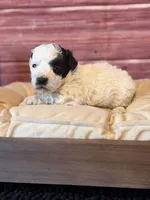 Boston, a male Poodle - Toy  for sale in Shirley, NY – 4 of 8