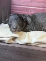 Bane (dark blue Merle), a male Poodle - Toy  for sale in Shirley, NY – 2 of 6