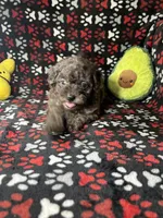 Rebel, a male Cavapoo and Cavalier King Charles Spaniel for sale in Shirley, NY – Photo 6 of 10