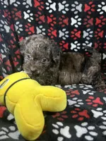 Rebel, a male Cavapoo and Cavalier King Charles Spaniel for sale in Shirley, NY – Photo 5 of 10