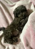 Rebel, a male Cavapoo and Cavalier King Charles Spaniel for sale in Shirley, NY – Photo 1 of 10