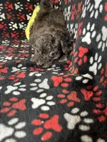 Rebel, a male Cavapoo and Cavalier King Charles Spaniel for sale in Shirley, NY – Photo 7 of 10