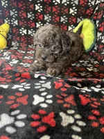 Rebel, a male Cavapoo and Cavalier King Charles Spaniel for sale in Shirley, NY – Photo 4 of 10