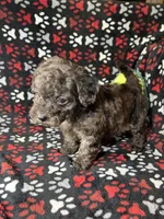 Rebel, a male Cavapoo and Cavalier King Charles Spaniel for sale in Shirley, NY – Photo 9 of 10