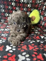 Rebel, a male Cavapoo and Cavalier King Charles Spaniel for sale in Shirley, NY – Photo 3 of 10