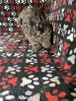 Rebel, a male Cavapoo and Cavalier King Charles Spaniel for sale in Shirley, NY – Photo 8 of 10