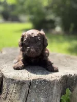 Nash, a male Cockapoo for sale in Shirley, NY – 4 of 10