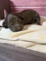 Nash, a male Cockapoo for sale in Shirley, NY – 2 of 6