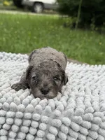 Isabella, a female Maltipoo for sale in Shirley, NY – Photo 1 of 3