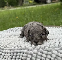 Isabella, a female Maltipoo for sale in Shirley, NY – Photo 3 of 3