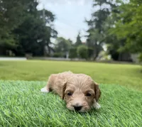 Nala, a female Cockapoo for sale in Shirley, NY – 3 of 10