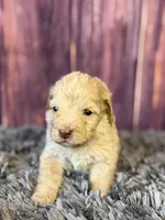 Miles, a male Cockapoo for sale in Shirley, NY – Photo 2 of 4
