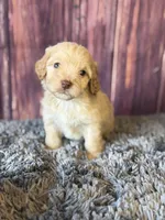 Miles, a male Cockapoo for sale in Shirley, NY – Photo 3 of 4