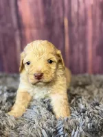 Miles, a male Cockapoo for sale in Shirley, NY – Photo 1 of 4