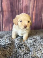 Miles, a male Cockapoo for sale in Shirley, NY – Photo 4 of 4