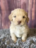 Miles, a male Cockapoo for sale in Shirley, NY – Photo 2 of 4