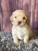 Miles, a male Cockapoo for sale in Shirley, NY – Photo 1 of 4