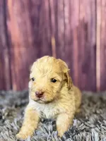 Miles, a male Cockapoo for sale in Shirley, NY – Photo 3 of 4