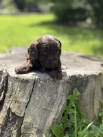 Nox, a male Cockapoo for sale in Shirley, NY – 6 of 9