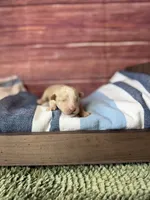 Jasper, a male Maltipoo for sale in Shirley, NY – 4 of 4