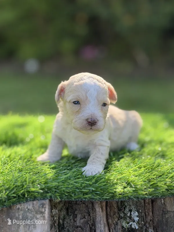 Jasper – Maltipoo puppy for sale in Shirley, NY