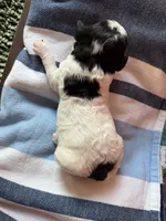 Rowan, a male Maltipoo for sale in Shirley, NY – 4 of 4