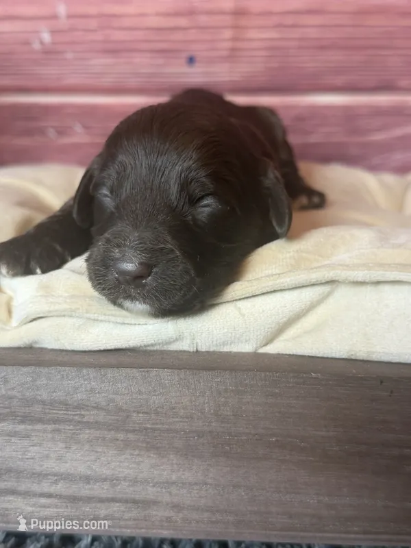 Nixon – Cockapoo puppy for sale in Shirley, NY