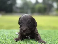 Nixon, a male Cockapoo for sale in Shirley, NY – 4 of 10