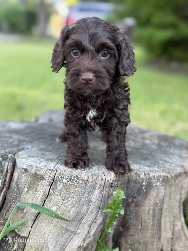 Nox – Cockapoo puppy for sale in Shirley, NY