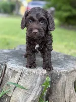 Nox, a male Cockapoo for sale in Shirley, NY – 1 of 9