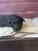 Bane (dark blue Merle), a male Poodle - Toy  for sale in Shirley, NY – 3 of 6