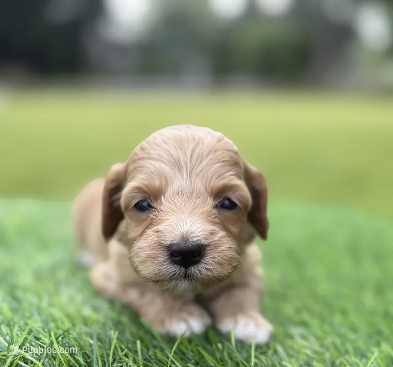 Nova – Cockapoo puppy for sale in Shirley, NY
