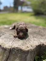 Camilla, a female Poodle - Toy  for sale in Shirley, NY – Photo 2 of 4