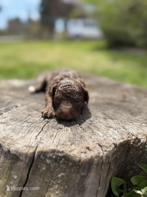 Camilla – Poodle - Toy  puppy for sale in Shirley, NY