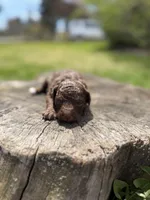 Camilla, a female Poodle - Toy  for sale in Shirley, NY – Photo 1 of 4