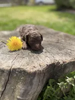 Camilla, a female Poodle - Toy  for sale in Shirley, NY – Photo 3 of 4