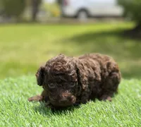 Camilla, a female Poodle - Toy  for sale in Shirley, NY – 2 of 5
