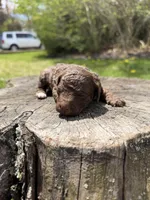 Camilla, a female Poodle - Toy  for sale in Shirley, NY – Photo 4 of 4