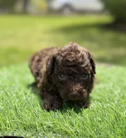 Camilla, a female Poodle - Toy  for sale in Shirley, NY – 3 of 5
