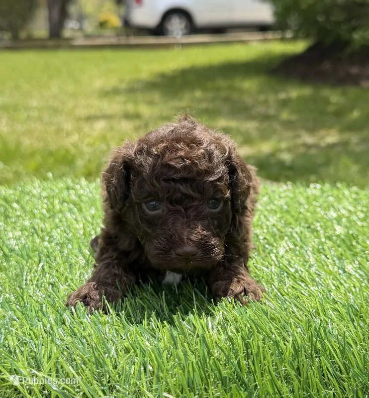 Camilla – Poodle - Toy  puppy for sale in Shirley, NY
