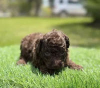 Camilla, a female Poodle - Toy  for sale in Shirley, NY – 4 of 5