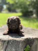 Nash, a male Cockapoo for sale in Shirley, NY – 2 of 10