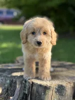 Nova, a female Cockapoo for sale in Shirley, NY – 3 of 5
