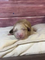 Nova, a female Cockapoo for sale in Shirley, NY – 2 of 4