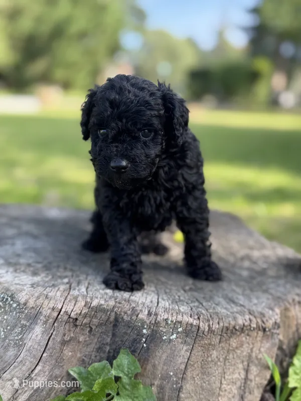 Bruno – Poodle - Toy  puppy for sale in Shirley, NY