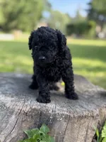 Bruno, a male Poodle - Toy  for sale in Shirley, NY – 1 of 6